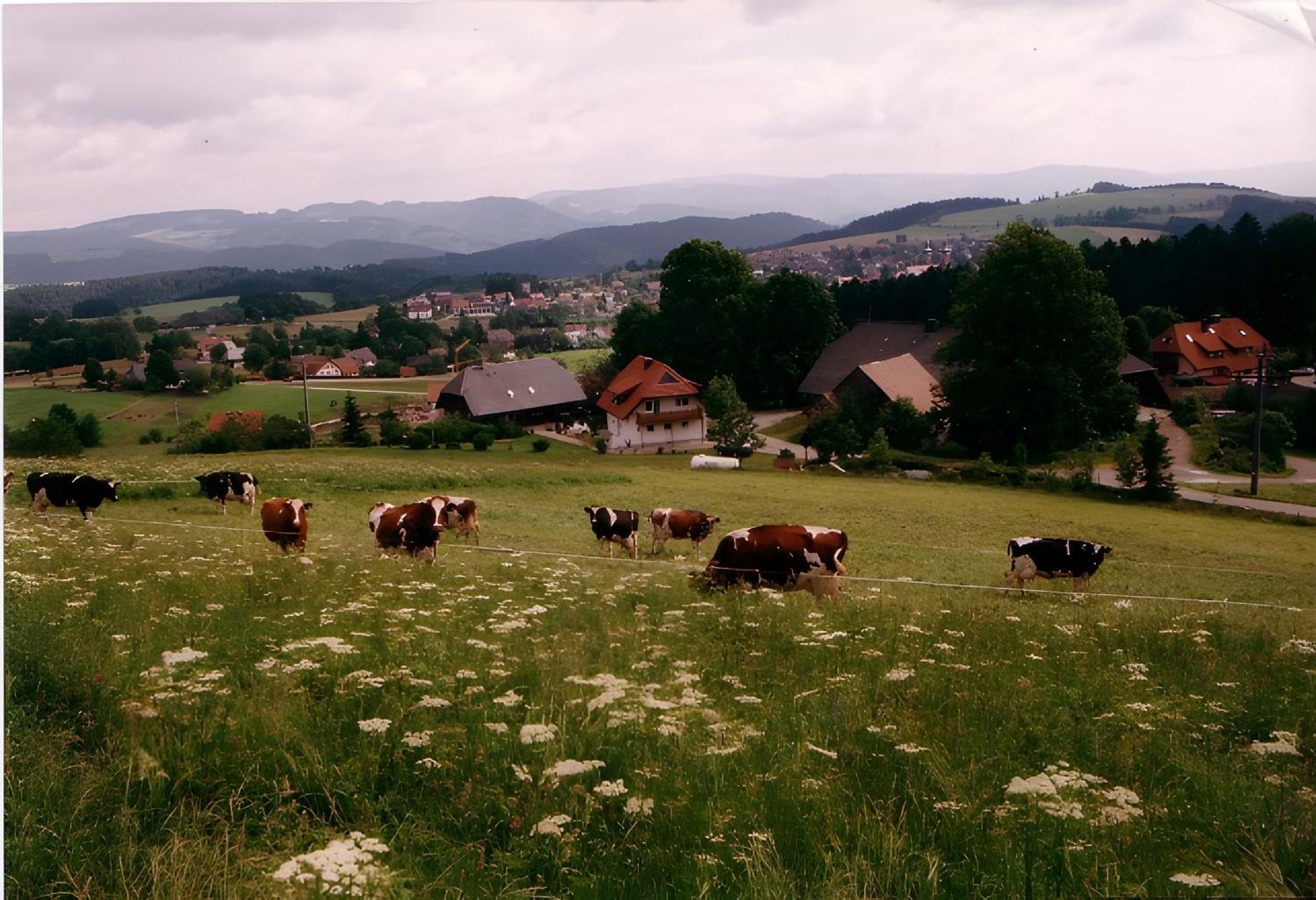 Ferien Auf Dem Steingrubenhof Appartement Sankt Peter Buitenkant foto